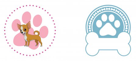 Perro, mascota, chihuahua